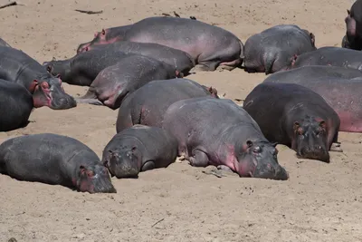 DSC_3510 (Large).JPG